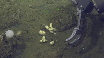 Media type: image;   Invertebrate Zoology 153141 Description: live specimen;